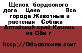 Щенок  бордоского  дога. › Цена ­ 60 000 - Все города Животные и растения » Собаки   . Алтайский край,Камень-на-Оби г.